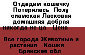 Отдадим кошечку.Потерялась. Полу сиамская.Ласковая,домашняя,добрая,никогда не ца › Цена ­ 1 - Все города Животные и растения » Кошки   . Брянская обл.,Новозыбков г.